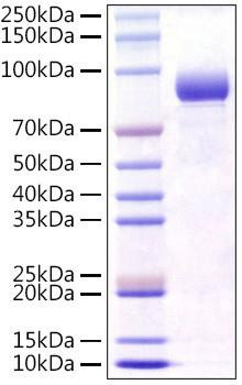 Recombinant Mouse FGFR-4/CD334 Protein (RPCB1609)
