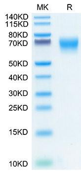 Recombinant Human FGFR-2 alpha (IIIc)/KGFR/CD332 Protein (RPCB1614)