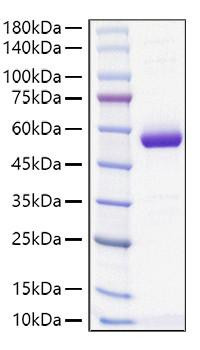 Recombinant Mouse MUP-4 Protein (RPCB1639)