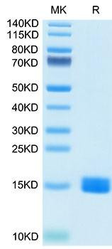 Recombinant Human MARCO Protein (RPCB1650)