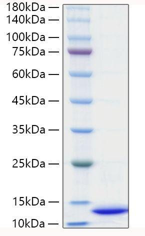 Recombinant Mouse CXCL2/MIP-2 Protein (RPCB1670)