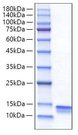 Recombinant Mouse CCL4/MIP-1Î² Protein (RPCB1675)