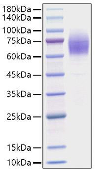 Recombinant Mouse Thrombopoietin/THPO Protein (RPCB1698)