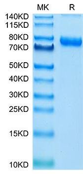 Recombinant Cynomolgus Transferrin R/CD71 Protein (RPCB1719)