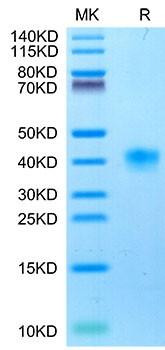 Recombinant Cynomolgus LILRB4/ILT-3/CD85k Protein (RPCB1743)