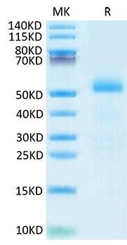 Recombinant Mouse DLL3 Protein (RPCB1753)