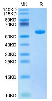 Biotinylated Recombinant  Human HBV(HLA-A*02:01) Protein (RPCB1770)