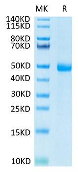 Recombinant Human KIR3DL3 Protein (RPCB1789)