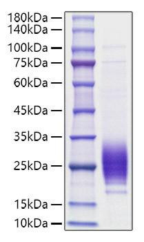 Recombinant Rat IL-7 Protein (RPCB1794)