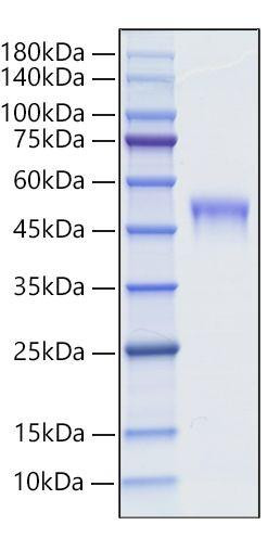 Recombinant Mouse LRG1 Protein (RPCB1832)