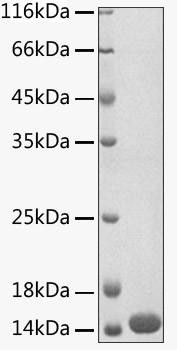 Recombinant Human CISD1 Protein (RPCB1862)