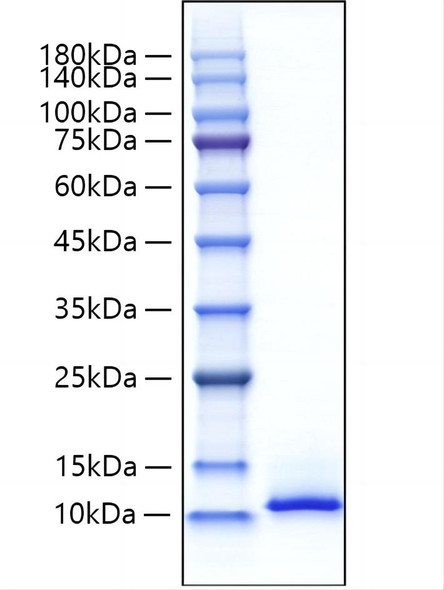 Recombinant Mouse CXCL12/SDF-1 Protein (RPCB1876)