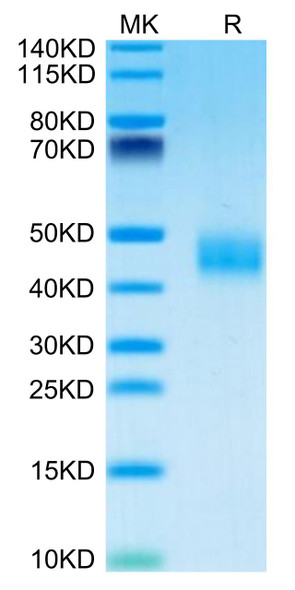 Recombinant Mouse Galectin-3/LGALS3 Protein (RPCB1883)