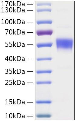 Recombinant Human CNDP2 Protein (RPCB1888)