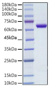 Recombinant Human COX-2 Protein (RPCB1890)