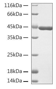 Recombinant Human Beta-actin/ACTB Protein (RPCB1932)