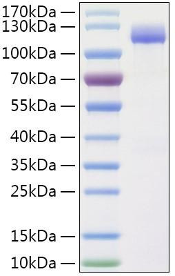 Recombinant Human Insulysin/IDE Protein (RPCB1949)