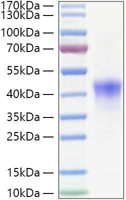 Recombinant Human NDRG1 Protein (RPCB1959)