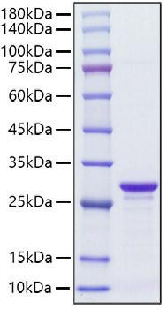 Recombinant Streptococcus SPG/IgG-binding protein G Protein (RPCB1989)
