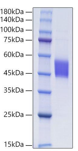 Recombinant Human Follistatin-like protein 1/FSTL1 Protein (RPCB2012)