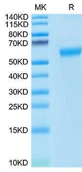 Recombinant Cynomolgus PD-1/PDCD1/CD279 Protein (RPCB2087)