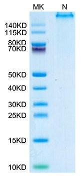 Recombinant Human P53 WT (HLA-A*02:01) Tetramer Protein (RPCB2098)
