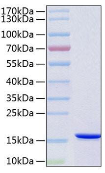 Recombinant Human VAMP-B/VAMP-C Protein (RPCB2108)