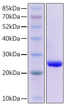 Recombinant Human GPX4 Protein (RPCB2117)