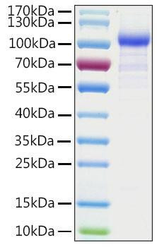 Recombinant Human Argonaute-1/AGO1 Protein (RPCB2190)