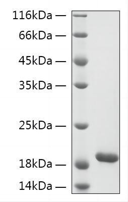 Recombinant Human PCLAF Protein (RPCB2196)