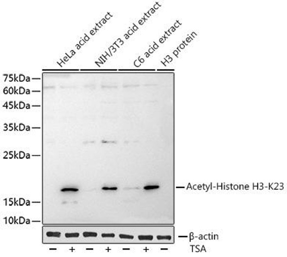 Anti-Acetyl-Histone H3-K23 Antibody (CAB2770)