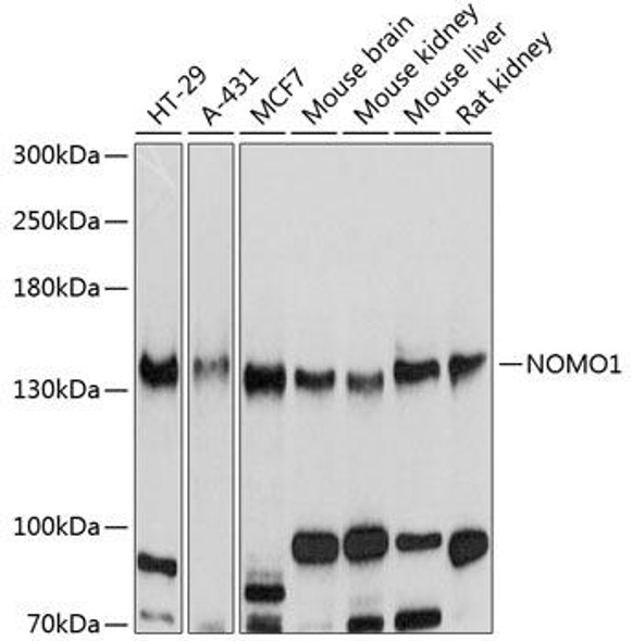 Anti-NOMO1 Antibody (CAB10510)