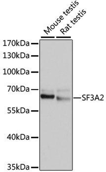 Anti-SF3A2 Antibody (CAB10812)