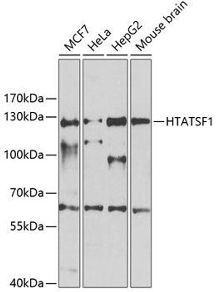 Anti-HTATSF1 Antibody (CAB13418)
