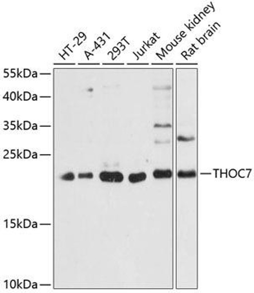 Anti-THOC7 Antibody (CAB13700)