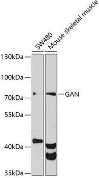 Anti-GAN Antibody (CAB4205)