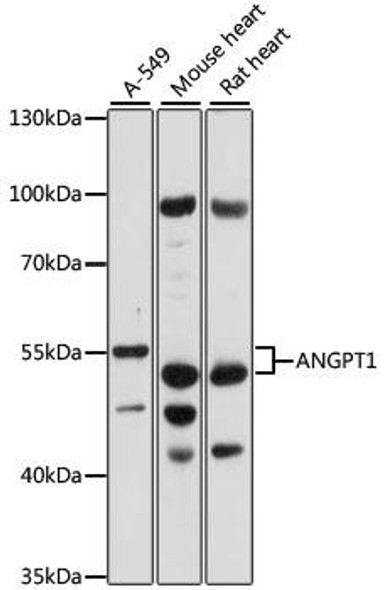 Anti-ANGPT1 Antibody (CAB15026)