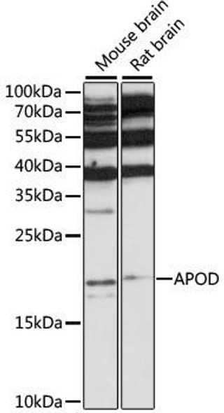 Anti-APOD Antibody (CAB15640)