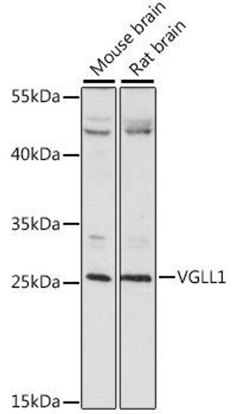 Anti-VGLL1 Antibody (CAB15840)