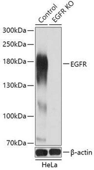 Anti-EGFR Antibody (CAB11351)[KO Validated]