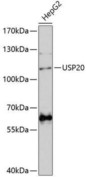 Anti-USP20 Antibody (CAB14643)