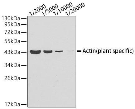 Western blot analysis of lysates from Arabidopsis thaliana tissue using Actin (plant specific) Mouse mAb (CABC009) at 1:2000-1:20000 dilution. Secondary antibody: HRP-conjugated Goat anti-Mouse IgG (H+L) (CABS003) at 1:10000 dilution. Lysates/proteins: 25 μg per lane. Blocking buffer: 3% nonfat dry milk in TBST.