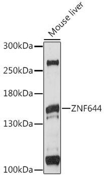 Anti-ZNF644 Antibody (CAB16154)