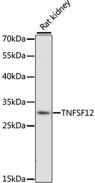 Anti-TNFSF12 Antibody (CAB16458)