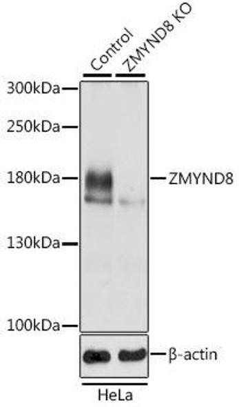 Anti-ZMYND8 Antibody (CAB8737)[KO Validated]