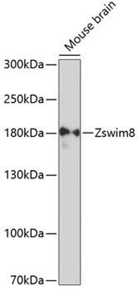 Anti-Zswim8 Antibody (CAB12056)