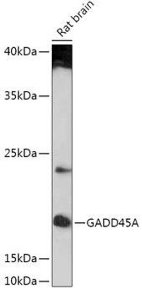 Anti-GADD45A Antibody (CAB17470)