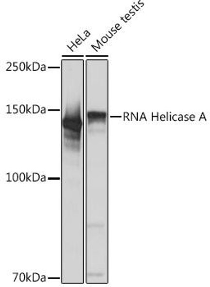 Anti-RNA Helicase A Antibody (CAB4563)