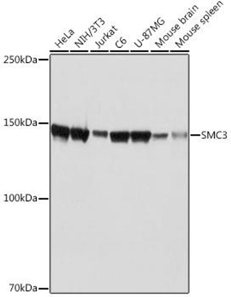 Anti-SMC3 Antibody (CAB19591)