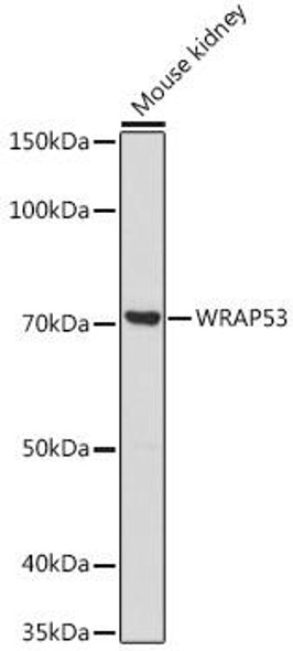 Anti-WRAP53 Antibody (CAB20167)